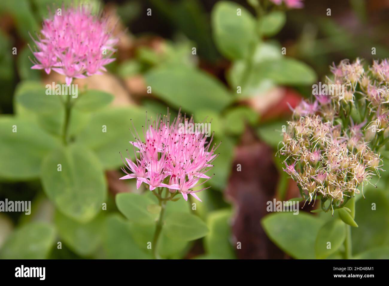 Hylotelephium spectabile pink flowers close up Stock Photo