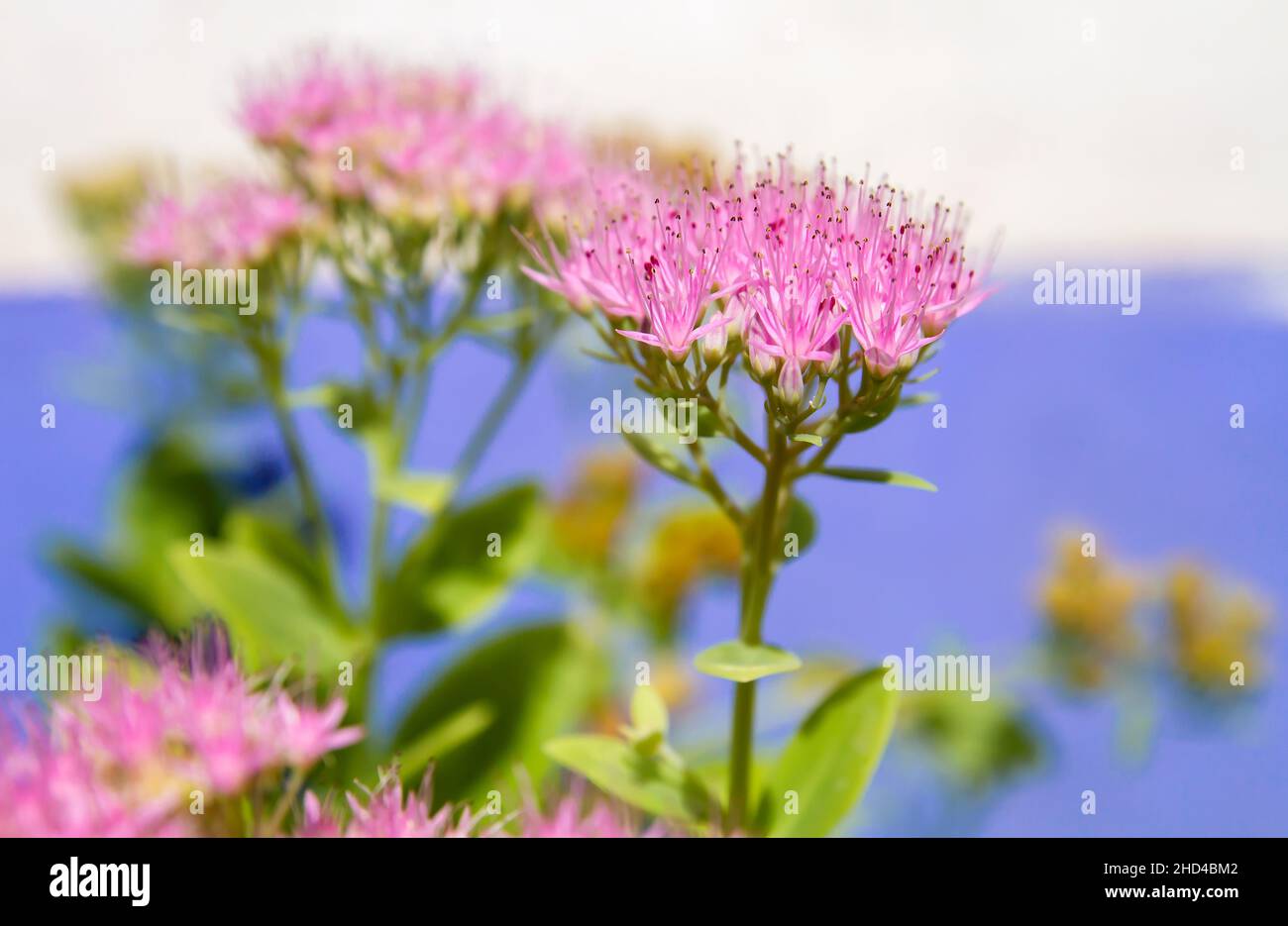 Hylotelephium spectabile pink flowers close up Stock Photo