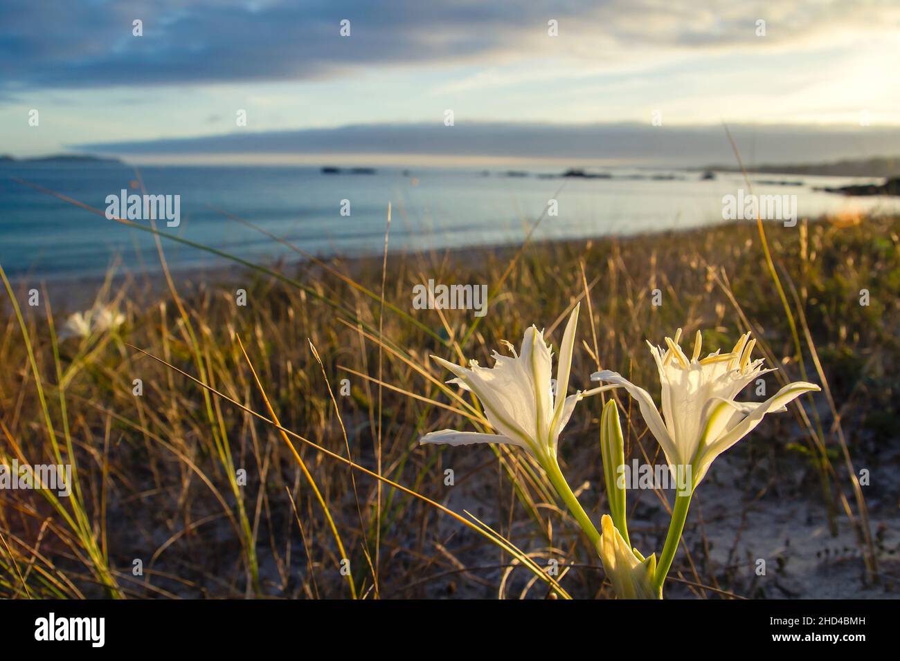 Pancratium maritimum or sea daffodil white flowers growing wild in the coastal sand dunes, a plant in risk of extinction. Stock Photo
