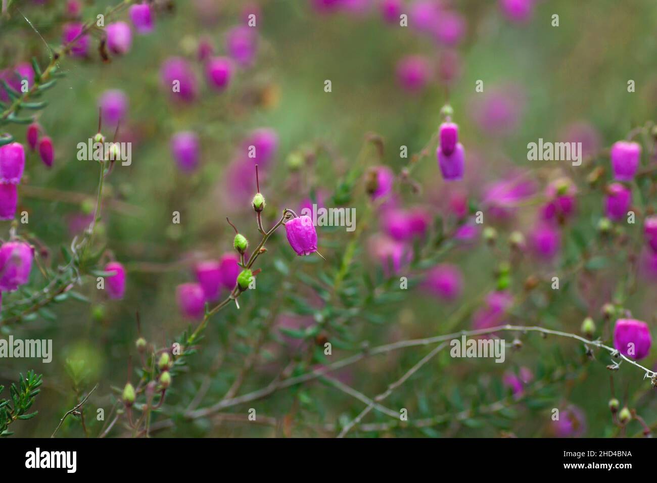 Daboecia cantabrica or Heather of Vizcaya deep pink flowers blooming Stock Photo