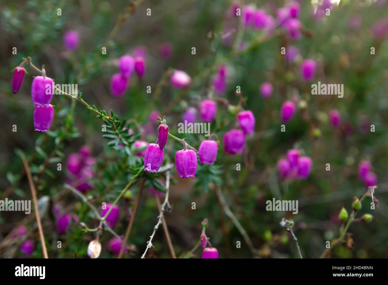 Daboecia cantabrica or Heather of Vizcaya deep pink flowers blooming Stock Photo