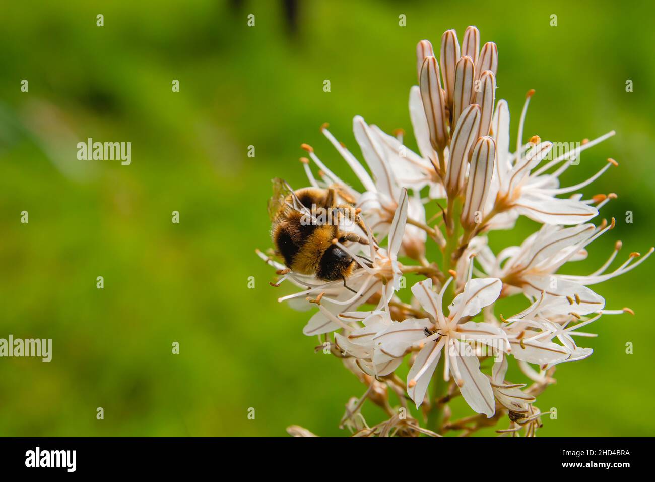 Bumble bee pollinating summer asphodel flowers Stock Photo