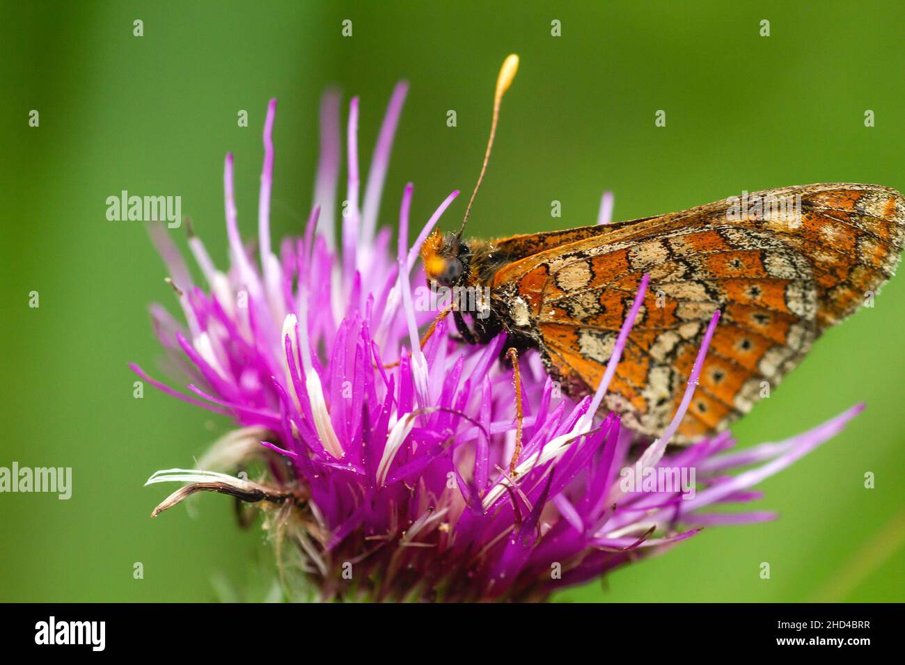 Butterfly pollintaing carduus defloratus thistle flower Stock Photo