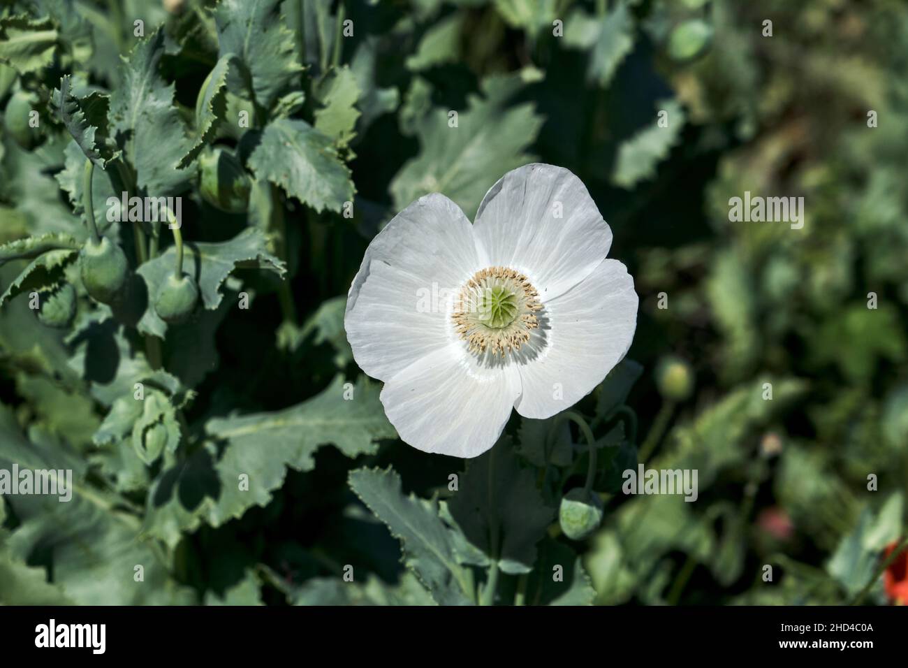 Papaver somniferum known as opium poppy white flower blooming in ...