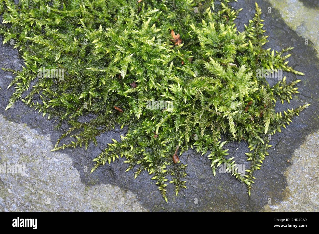 Brachythecium rutabulum, commonly known as Rough-stalked Feather-moss Stock Photo