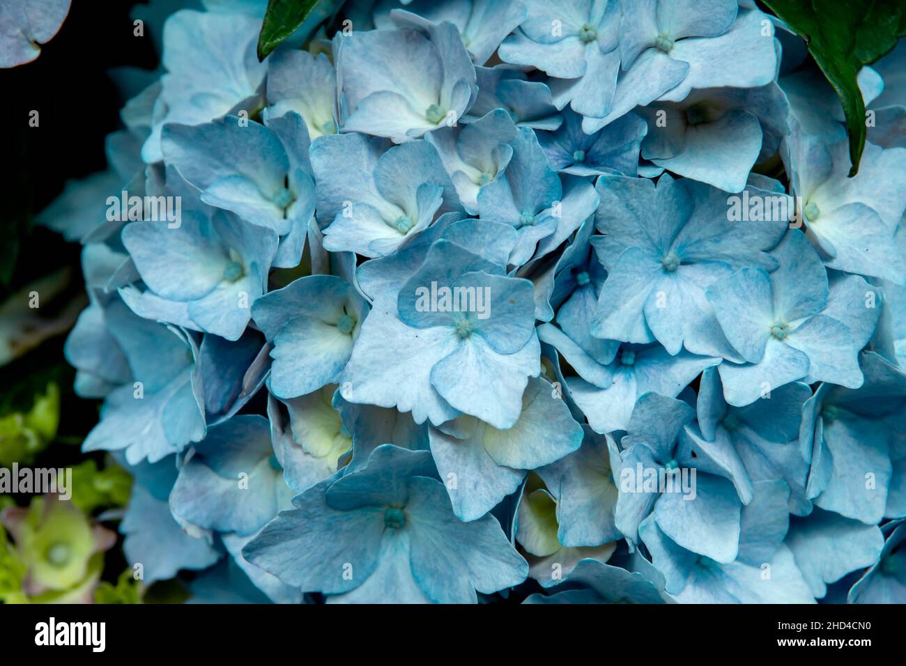 Pale blue hydrangea macrophylla or hortensia flowers close up Stock Photo