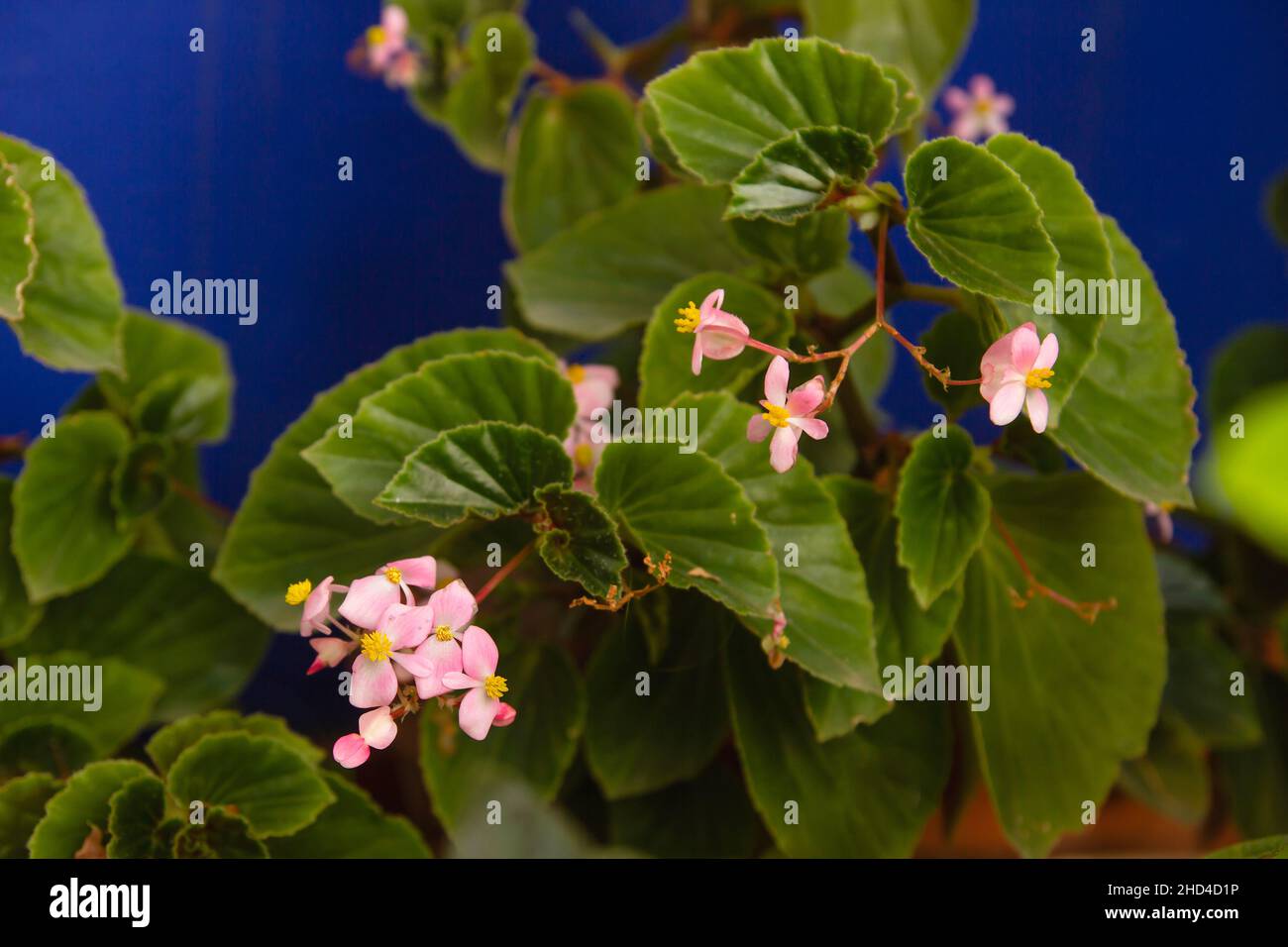 Begonia cucullata plant known as wax begonia pink flowers blooming in the garden Stock Photo