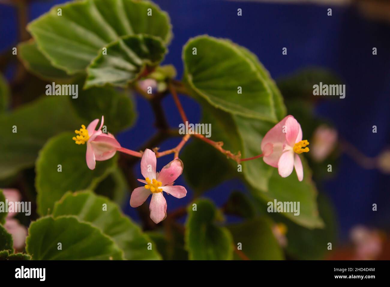 Begonia cucullata plant known as wax begonia pink flowers close up Stock Photo
