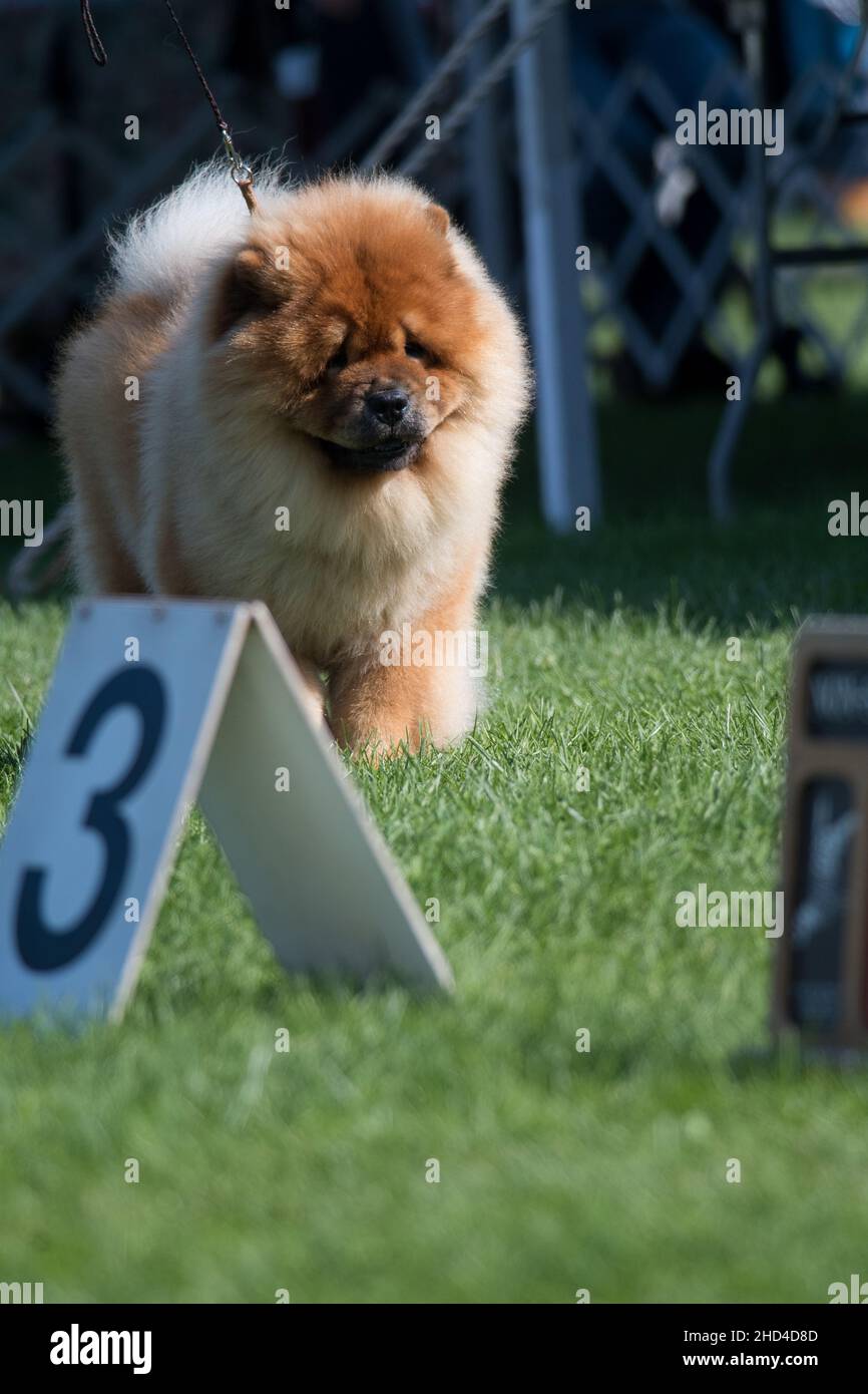 Chow Chow in dog show ring Stock Photo