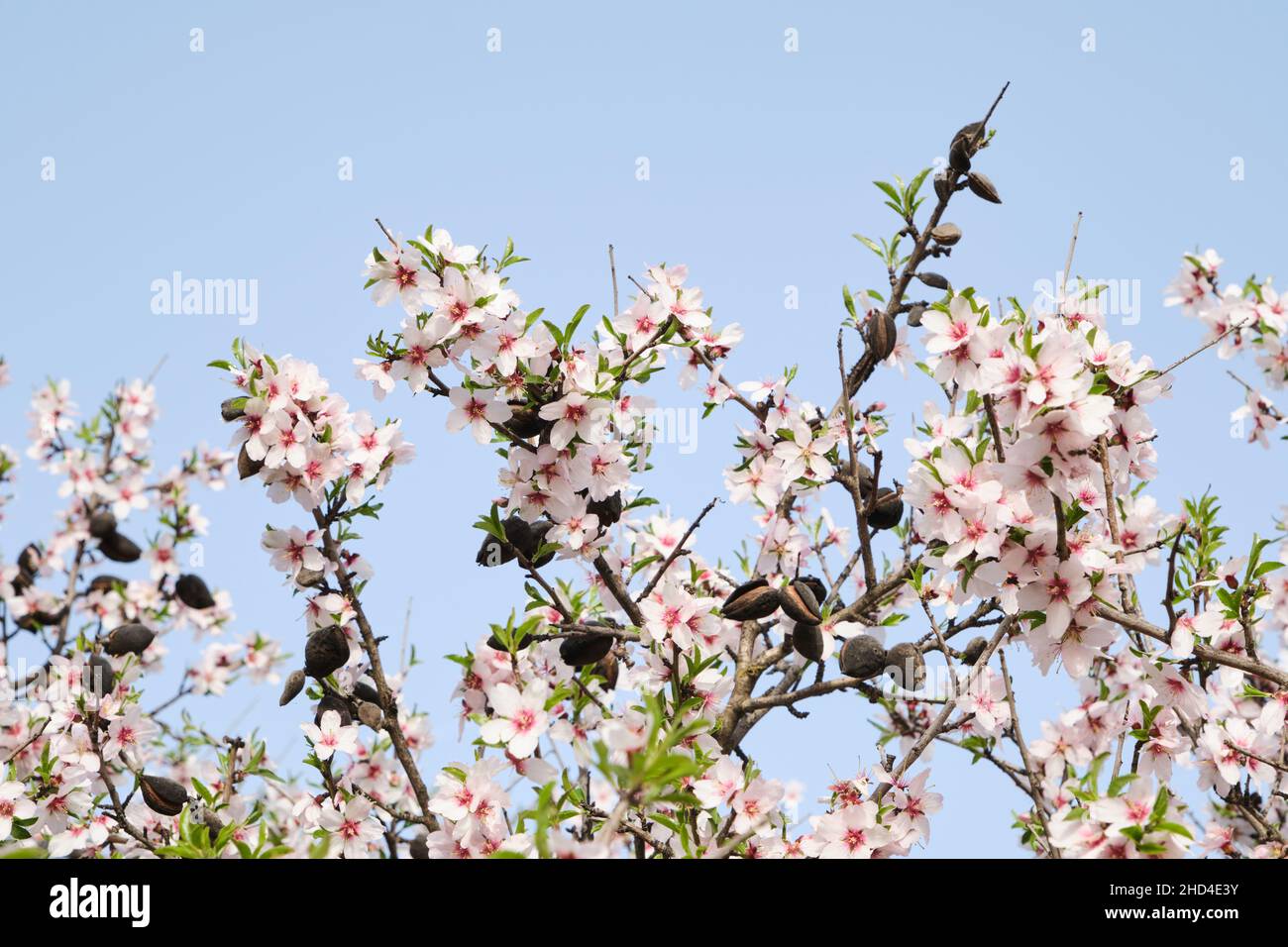 Detail of blossoming prunus dulcis pink flowers and drupes Stock Photo