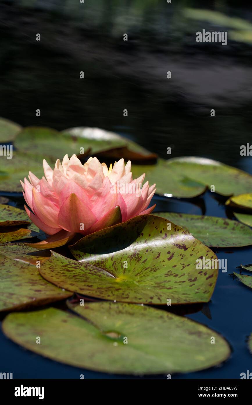 Closeup shot of Water Lily (Blue Lotus) blooming on a leaf in the lake of Denver Botanical Gardens Stock Photo