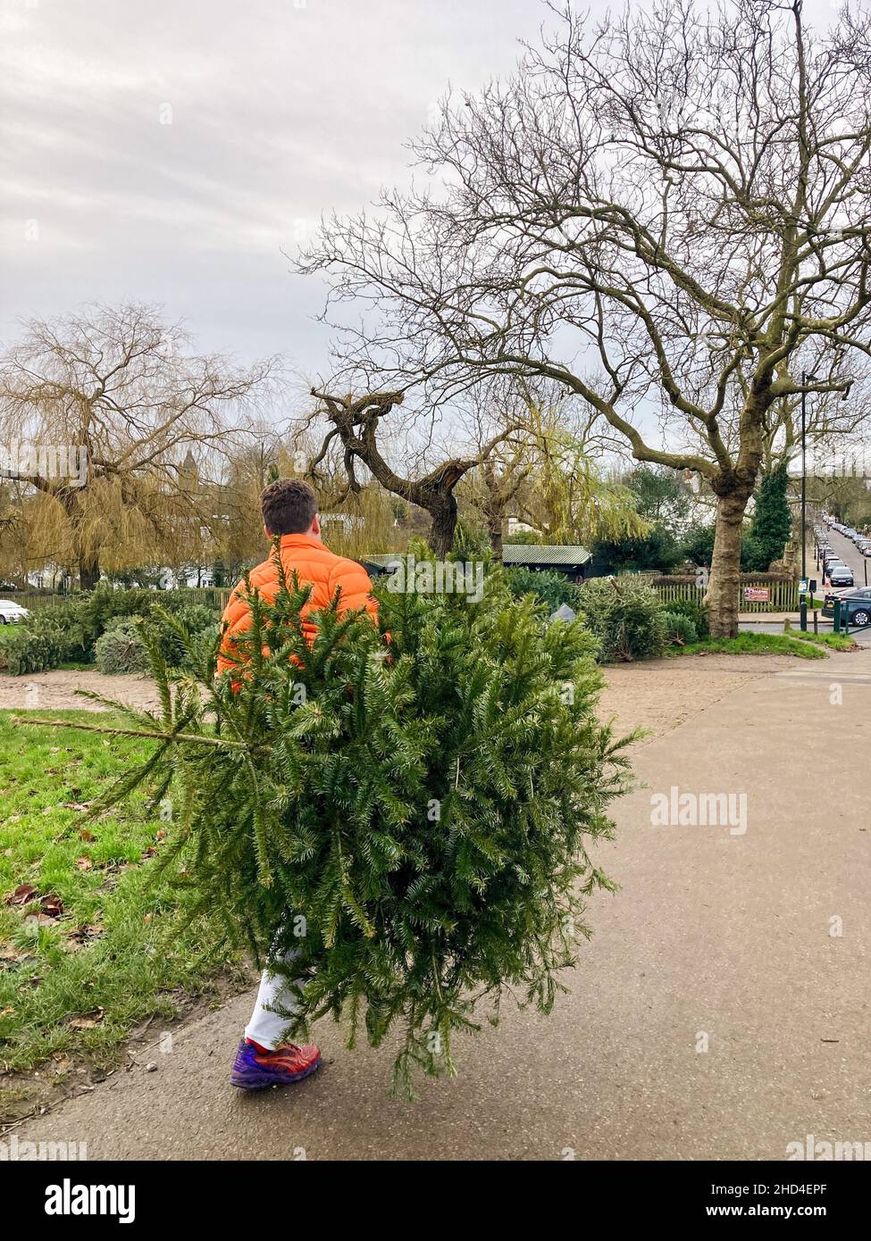Camden Christmas 2022 Page 3 - Christmas Tree Recycle High Resolution Stock Photography And  Images - Alamy