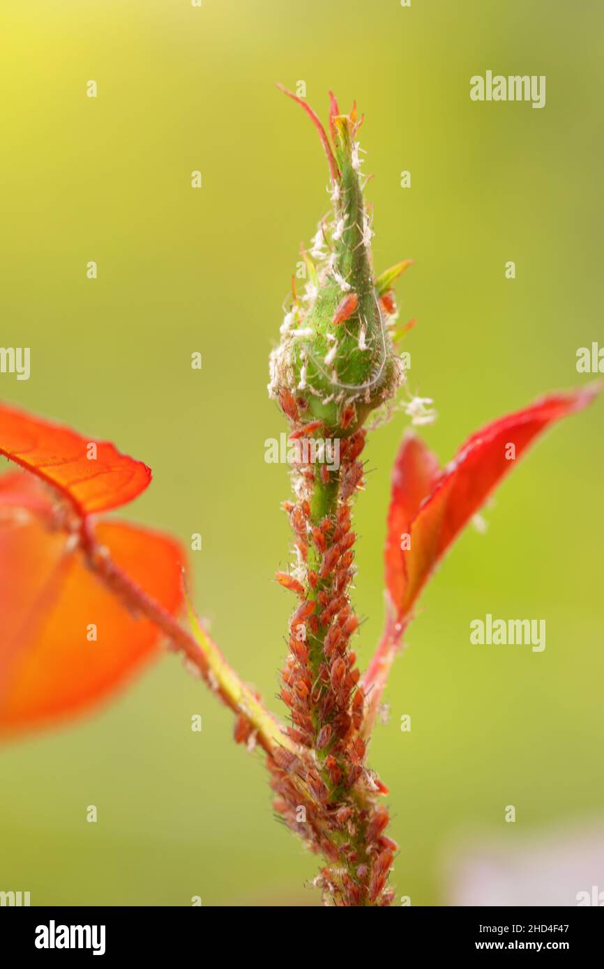 Colorful aphids on roses, pests damage the plant and spread diseases. Stock Photo