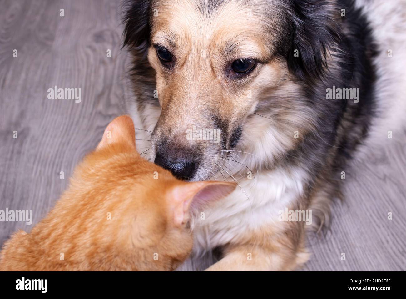 Gray dog and dinger cat close up, pets Stock Photo