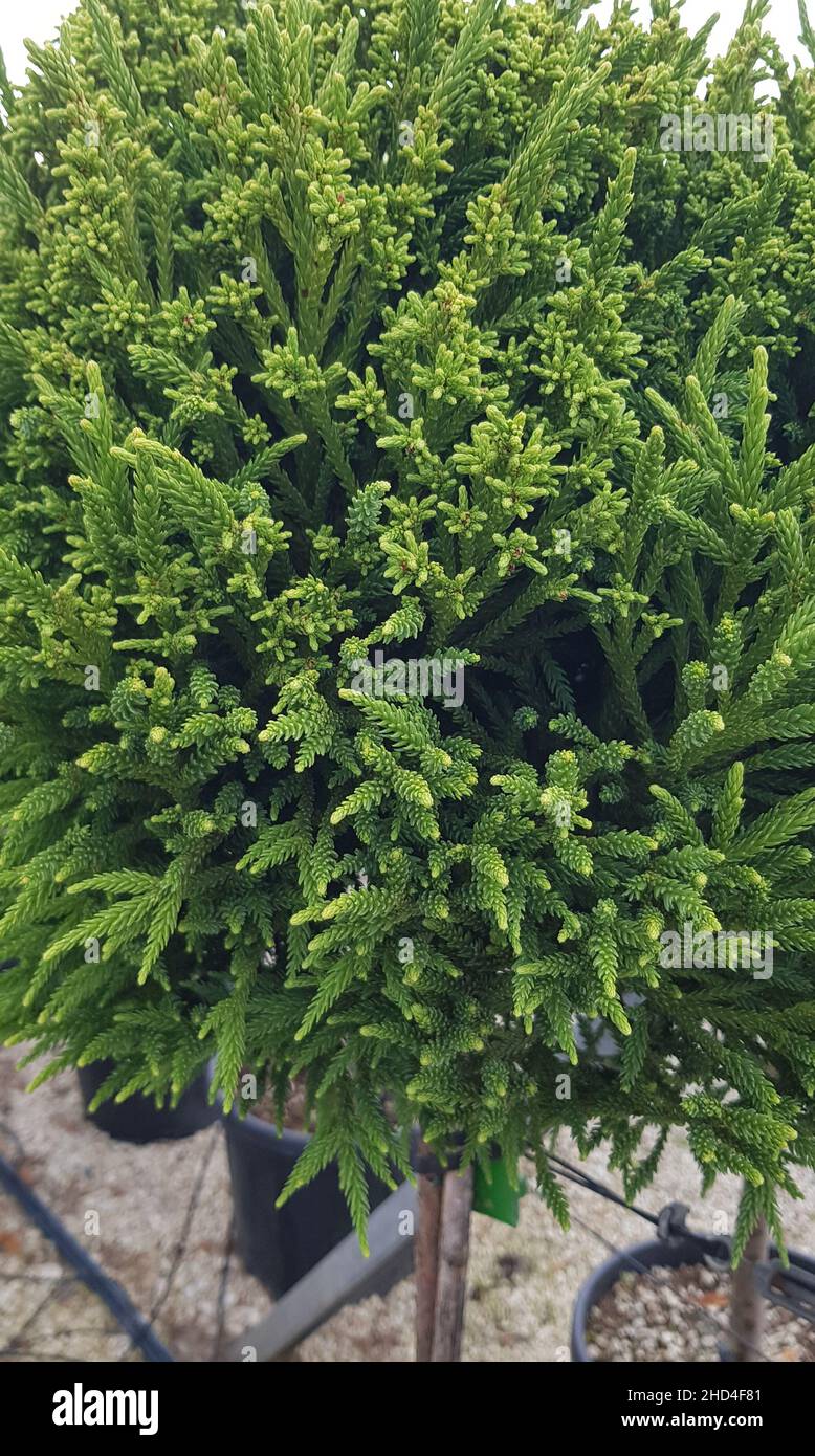 Evergreen plant of cryptomeria japonica,  Cryptomeria disambiguation or  Sugi disambiguation Stock Photo