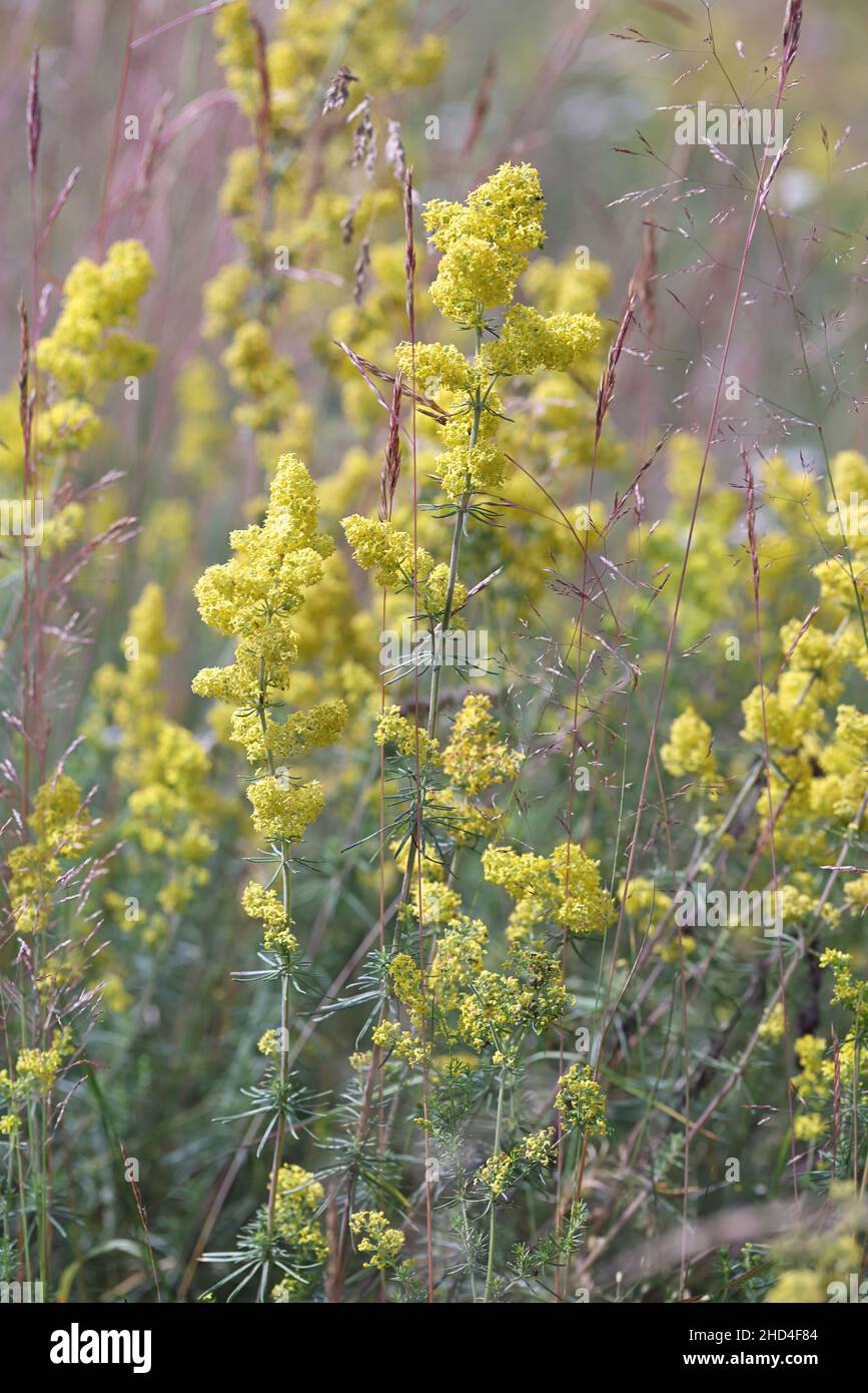 Galium verum, commonly known as Lady's Bedstraw, Wirtgen’s bedstraw or Yellow bedstraw, wild flower from Finland Stock Photo