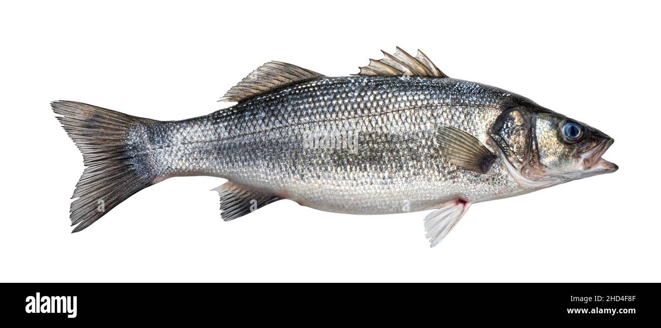 Sea Bass Fish Price In Philippines Wholesale Discounts
