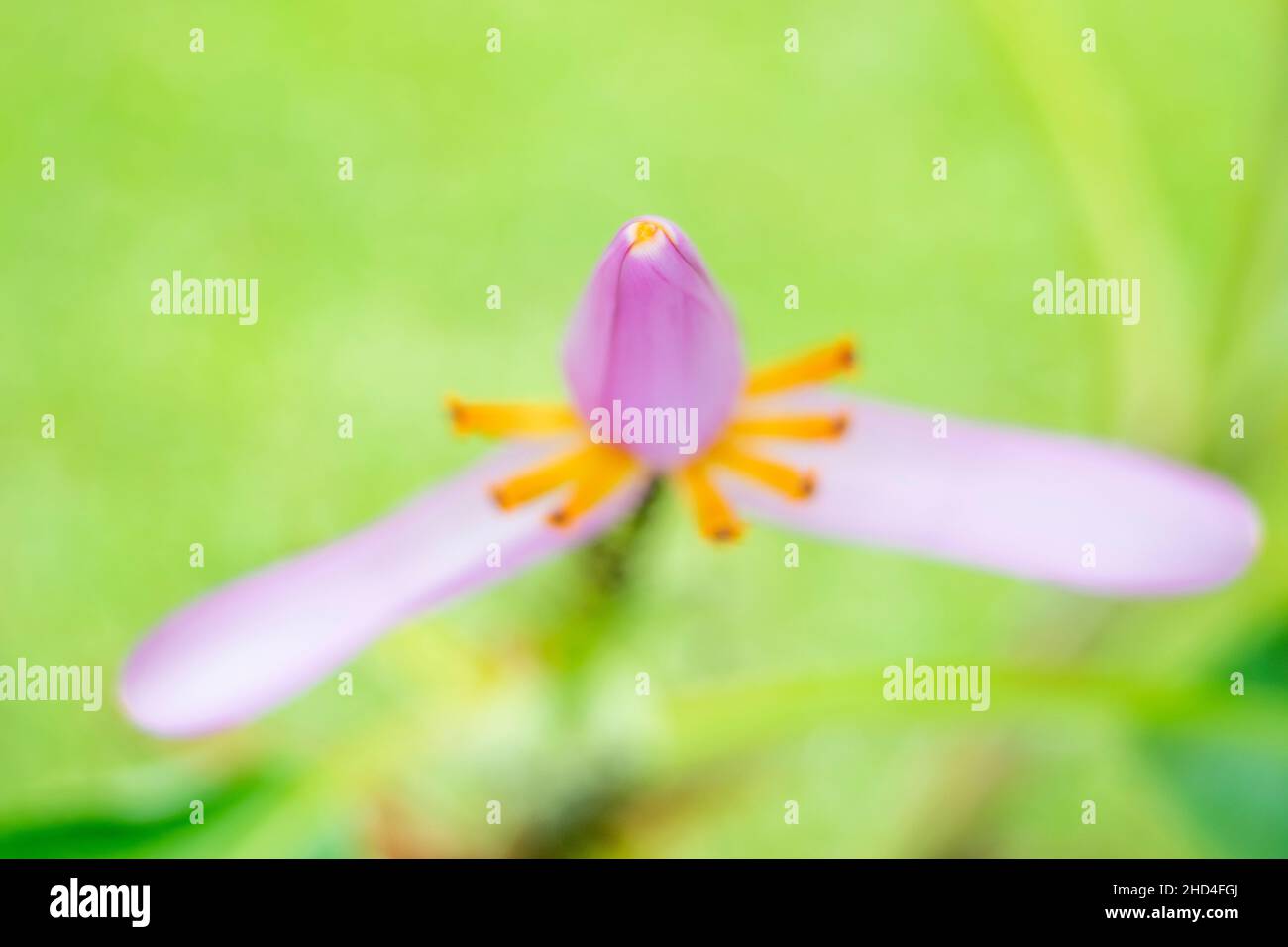 Selective focus shot of a purple false banana flower on a stem with a green blurry background Stock Photo