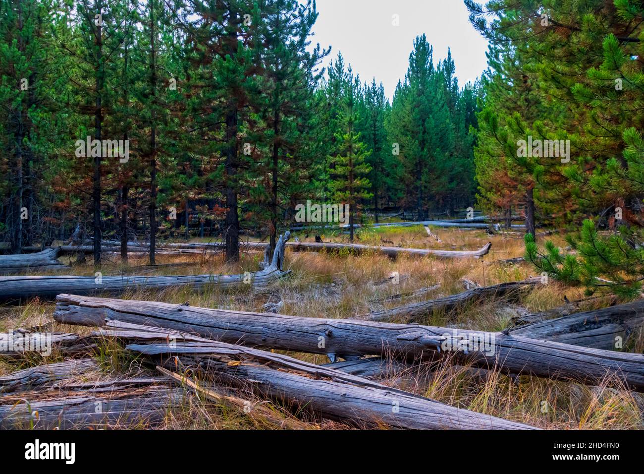 Spruce trees yellowstone hires stock photography and images Alamy