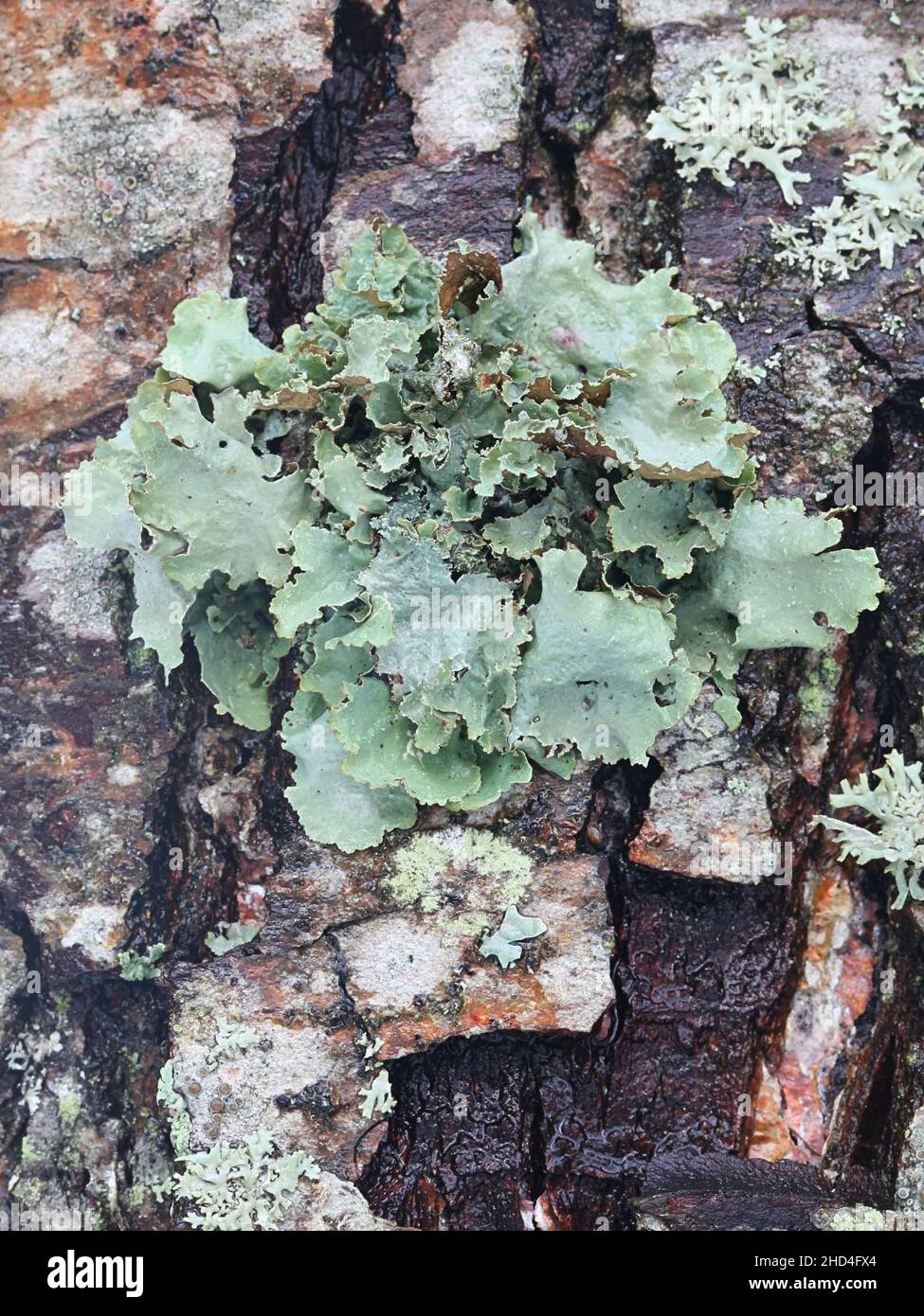 Platismatia glauca, commonly known as ragbag lichen or varied rag lichen Stock Photo