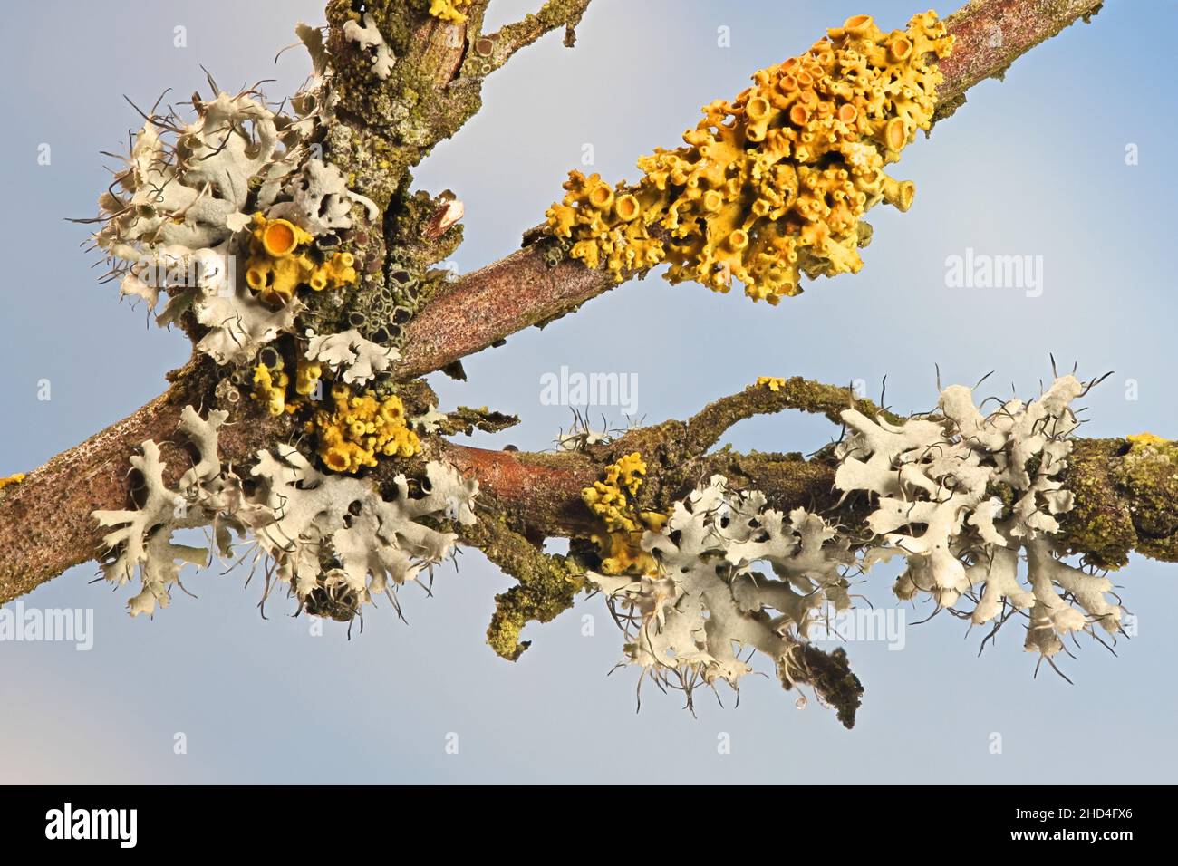 Physcia tenella, known as Fringed rosette lichen and  Xanthoria polycarpa, orange wall lichen Stock Photo