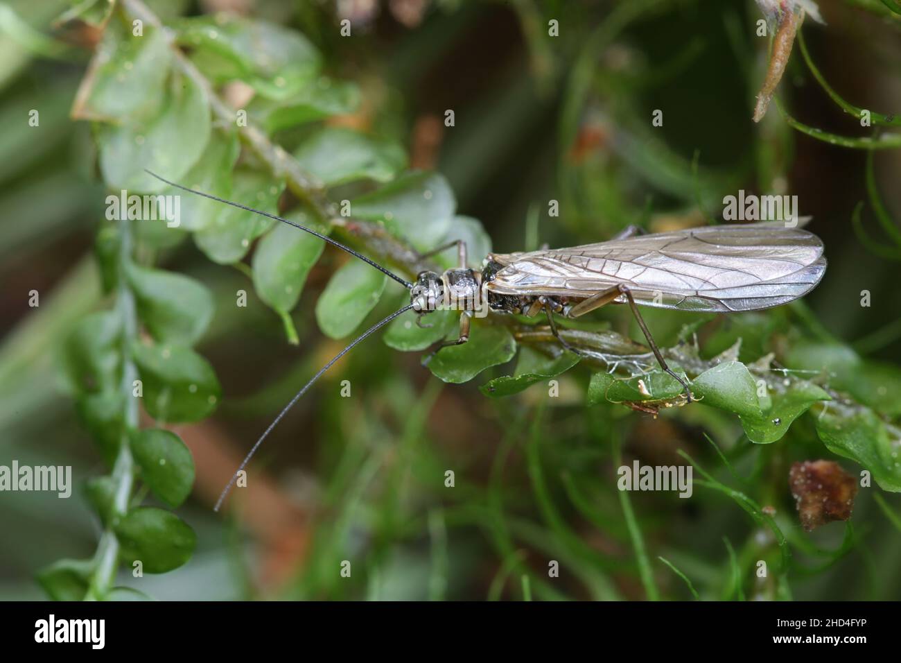 Nemoura cinerea, a stonefly from Finland with no common English name Stock Photo