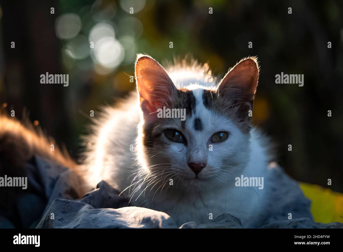A cute baby cat face close up with beautiful lighting and blurred background Stock Photo