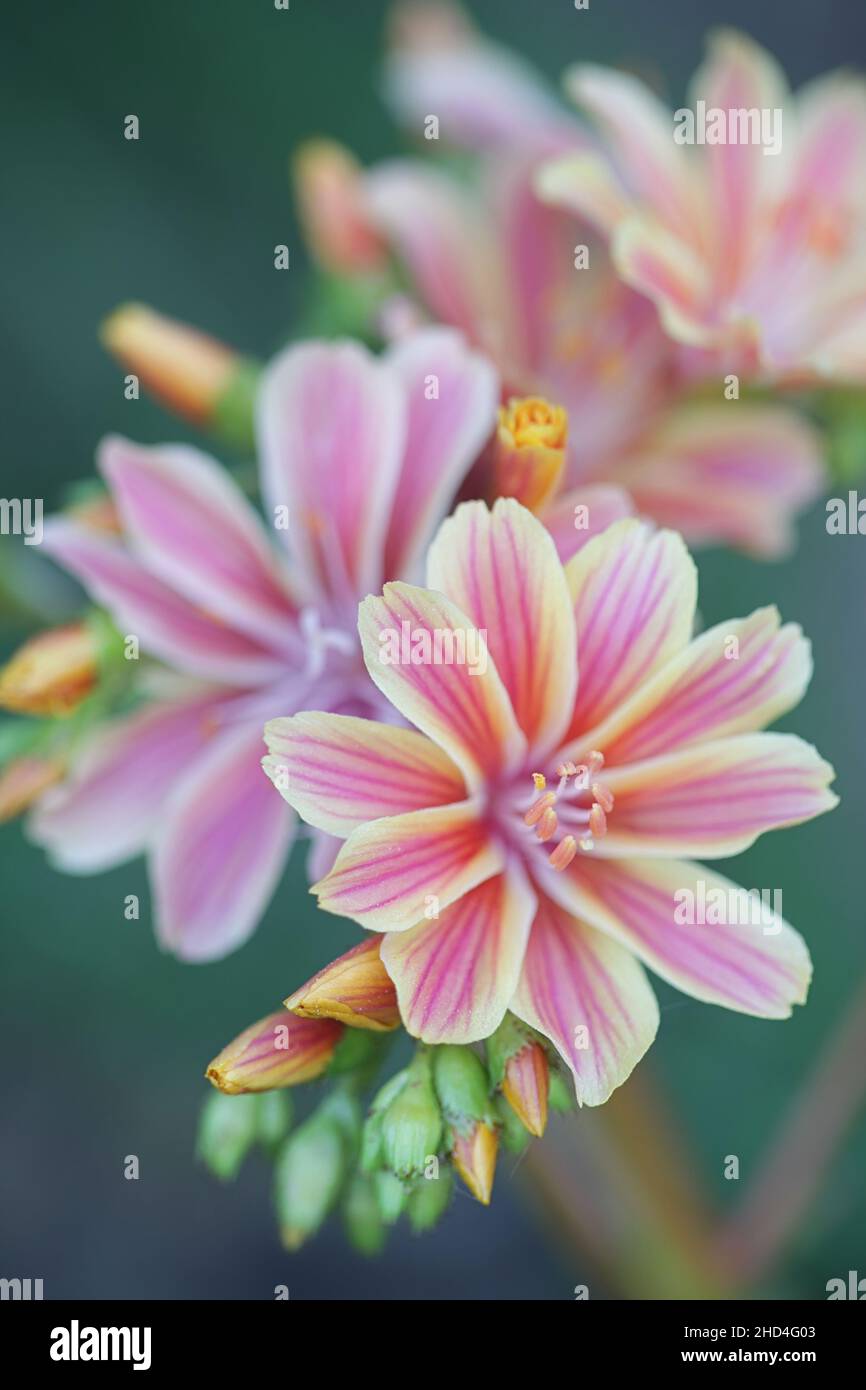 Lewisia cotyledon,  known commonly as Siskiyou lewisia and cliff maids, an evergreen perennial garden plant Stock Photo