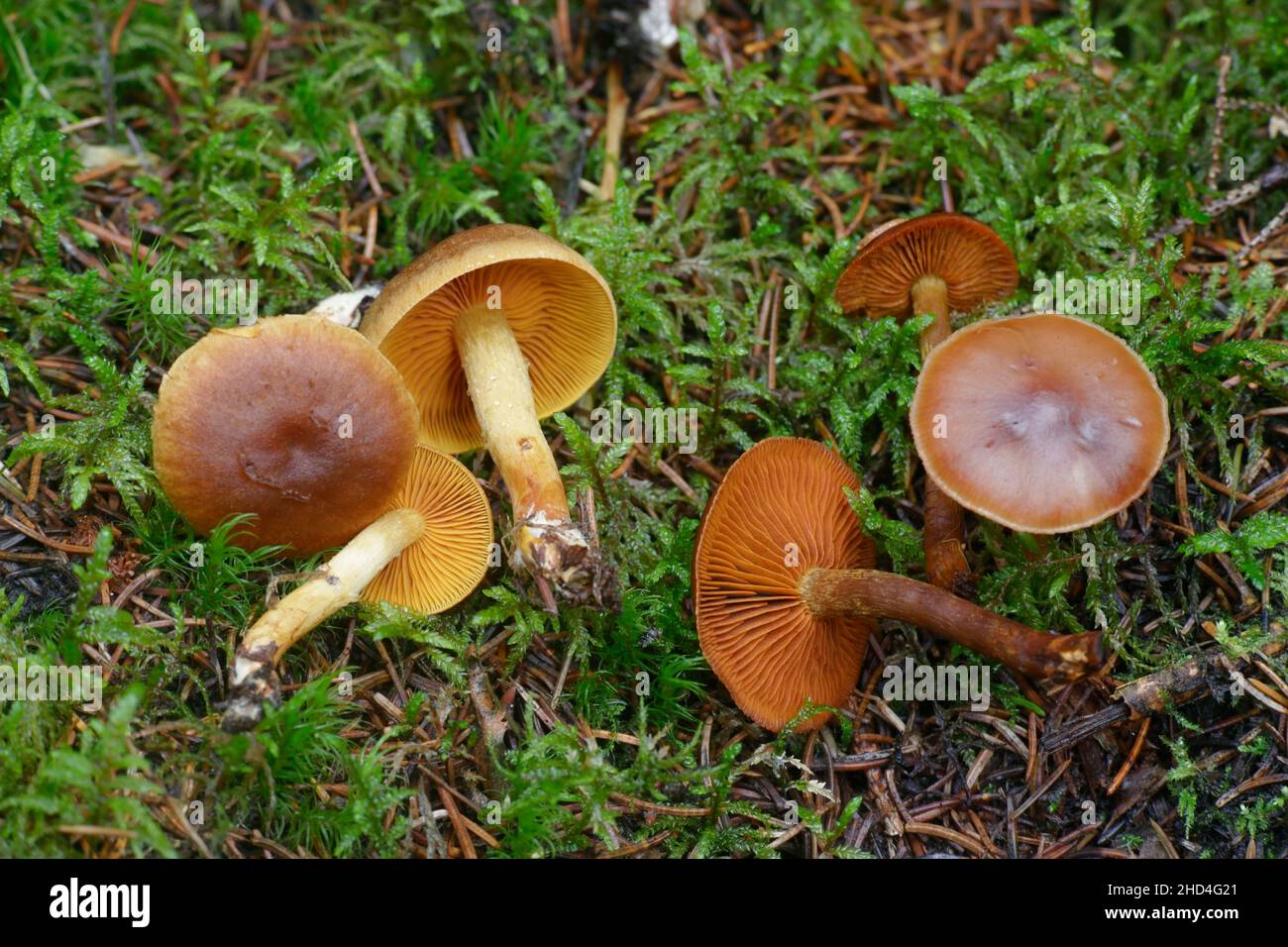 Saffron webcap, Cortinarius croceus (left) and Cinnamon webcap, Cortinarius cinnamomeus (right) Stock Photo