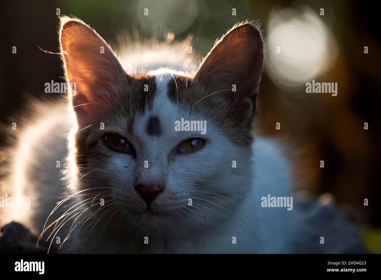 Cute baby cat face close up with beautiful lighting and blurred background Stock Photo
