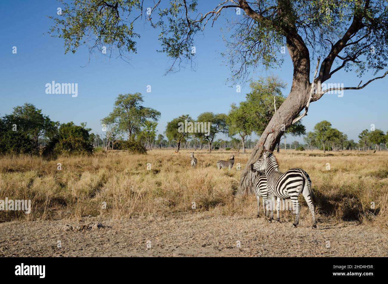 Crawshay's zebra in South Luangwa National Park, Zambia Stock Photo