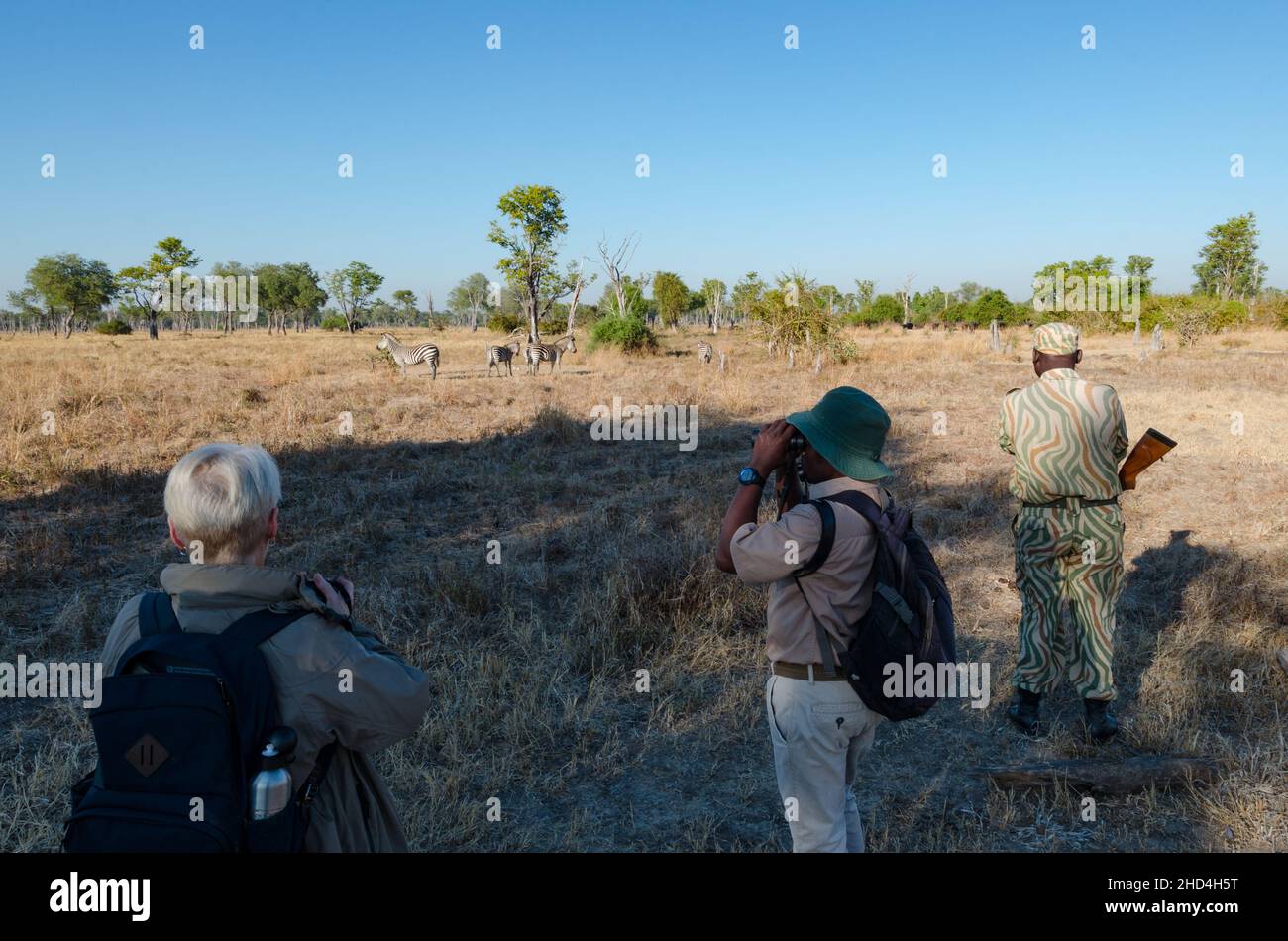 A group of people watching zebras on a walking safari in South Luangwa National Park, Zambia Stock Photo