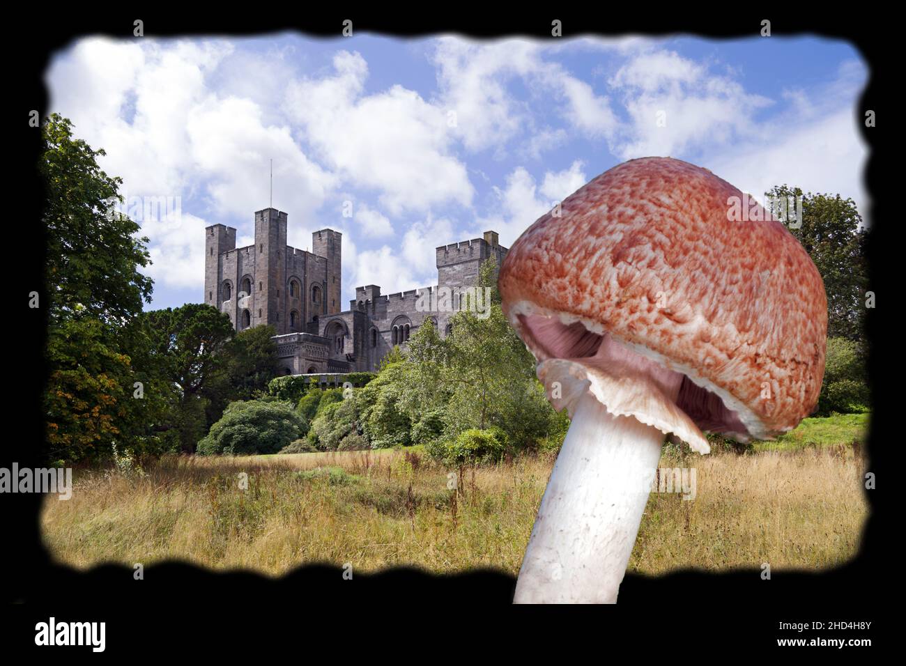 The fungus Agaricus subperonatus found here on woodland edges in the grounds of  Penrhyn Castle, Gwynedd, Wales. Stock Photo