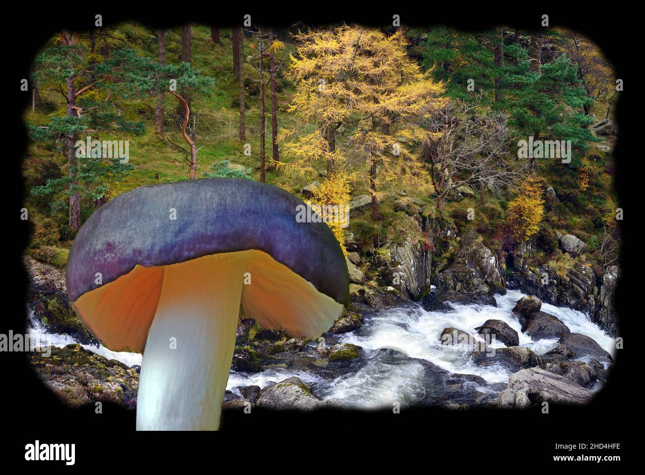 Russula turci is a common fungus found in conifer forests as seen in the background. Stock Photo