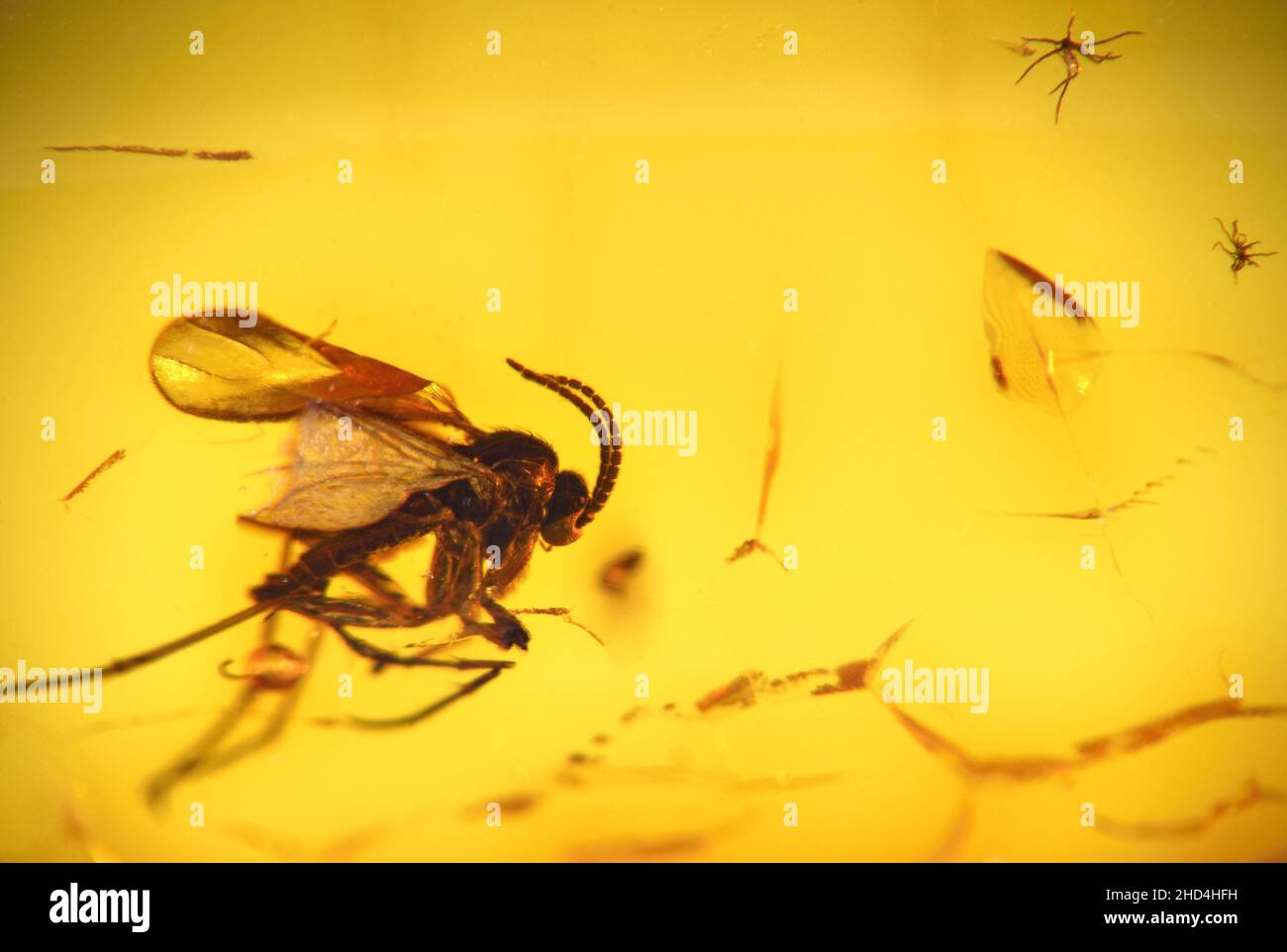 Prehistoric fly in Baltic amber Stock Photo