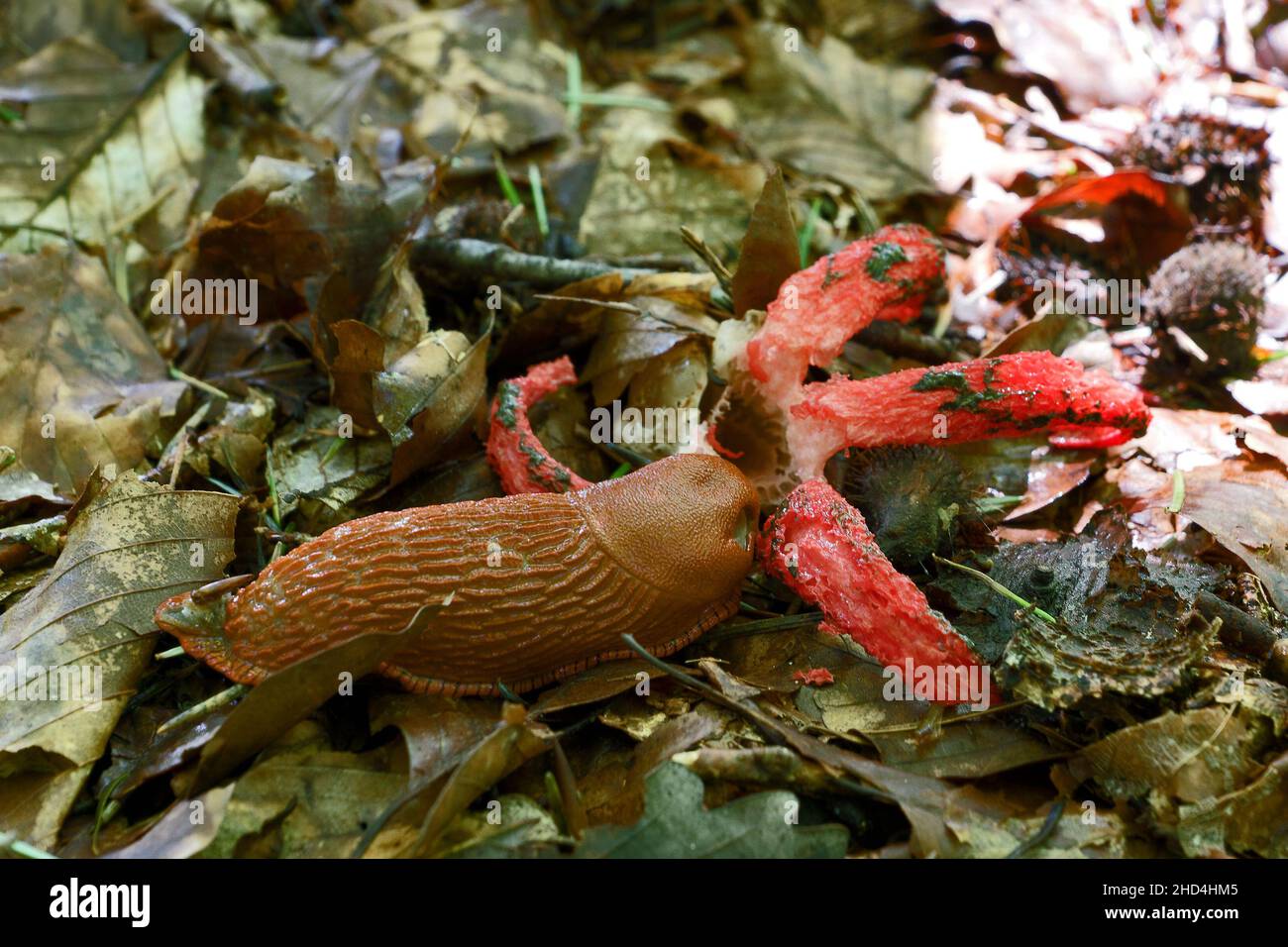 Snail eating mushroom (Clathrus archeri, known as octopus stinkhorn or devil's fingers) Stock Photo