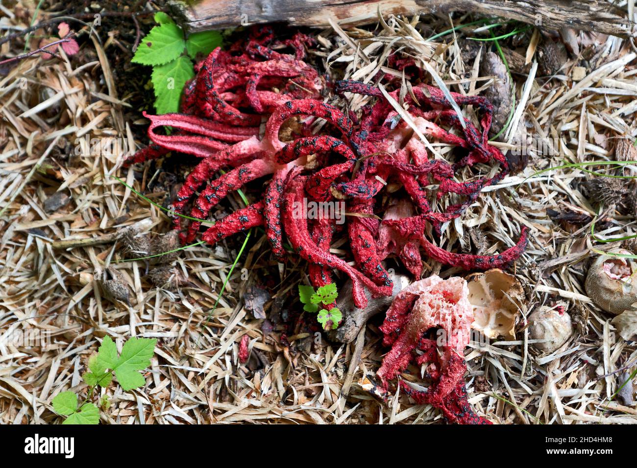 Clathrus archeri (octopus stinkhorn, devil's fingers) is a fungus which covered with olive-brown slimy gleba, containing spores, that attracts flies. Stock Photo