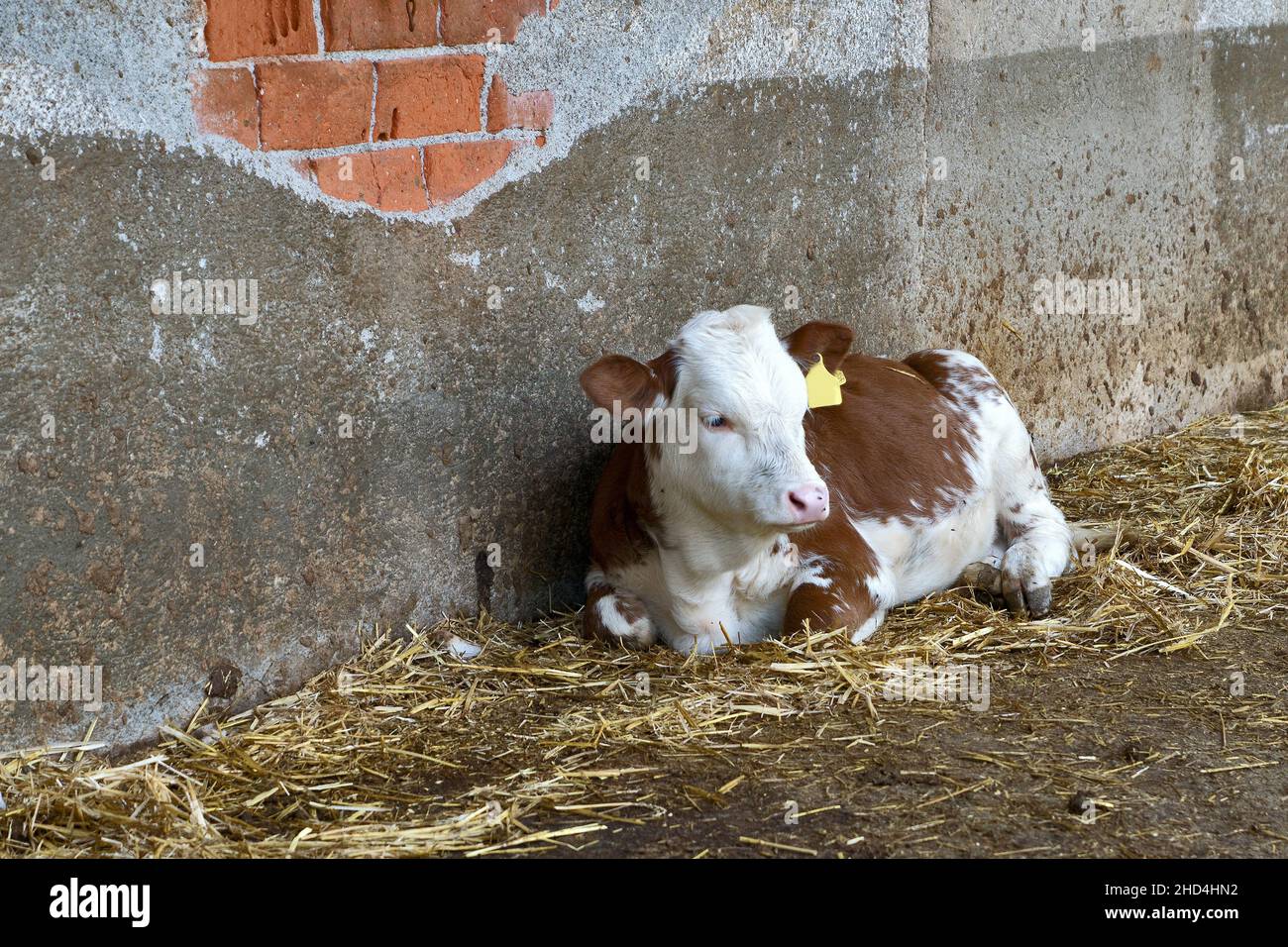 Calf lying in stable with brick wall in background Stock Photo