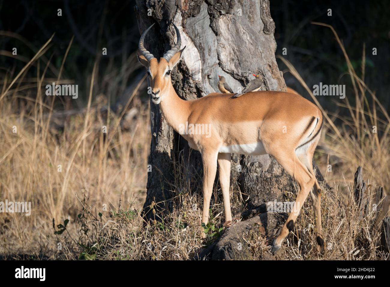 Two Ox-peckers rest on the back of an impala at South Luangwa National Park, Zambia Stock Photo