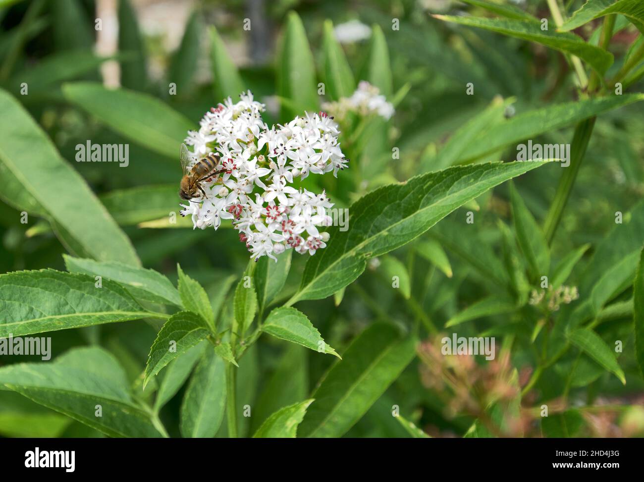 Bee on danewort. Sambucus ebulus, also known as danewort, dane weed, danesblood, dwarf elder, walewort or dwarf elderberry Stock Photo