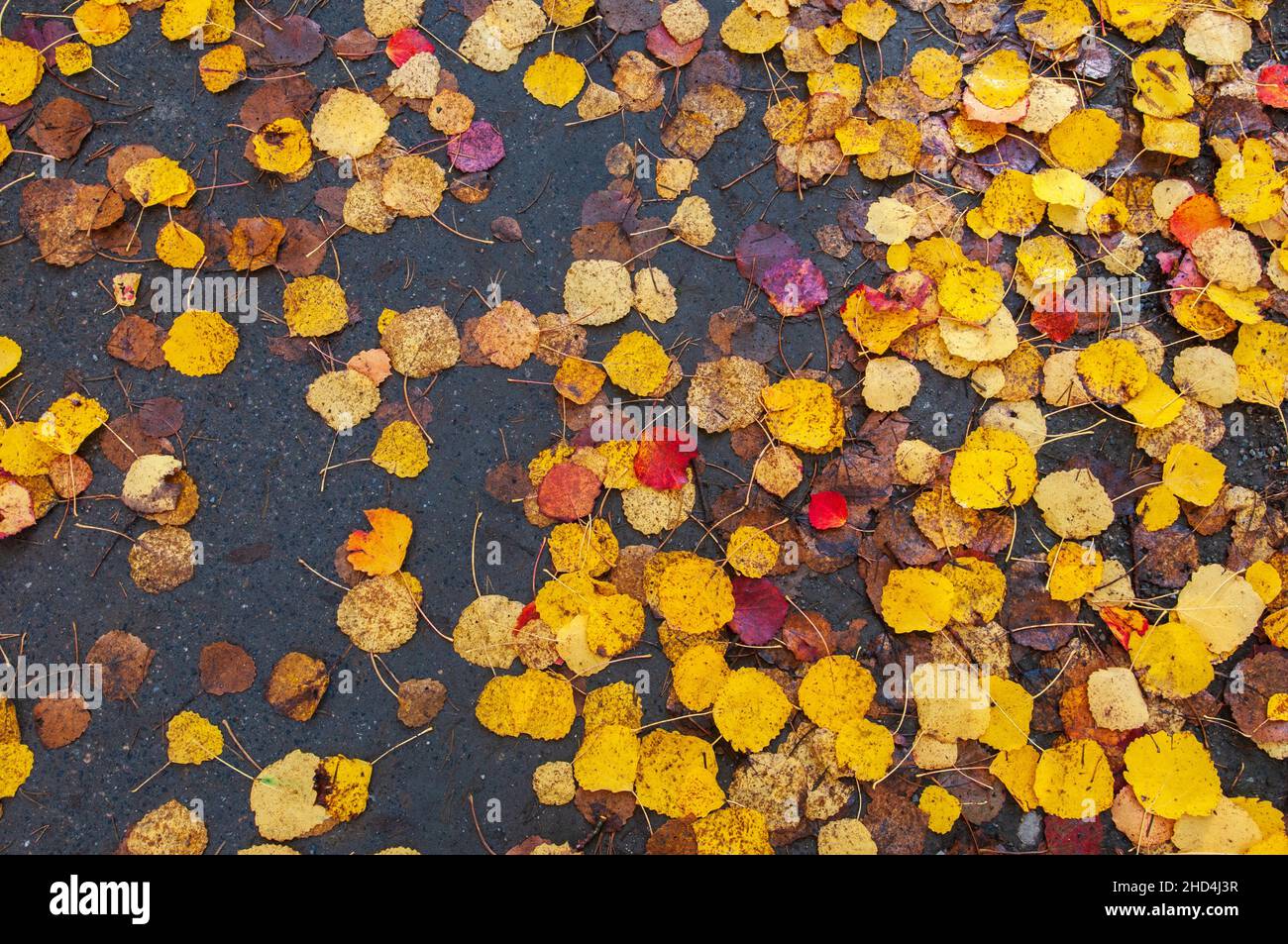 Aspen leaves on wet asphalt, autumn colors, abstract textured background. Stock Photo
