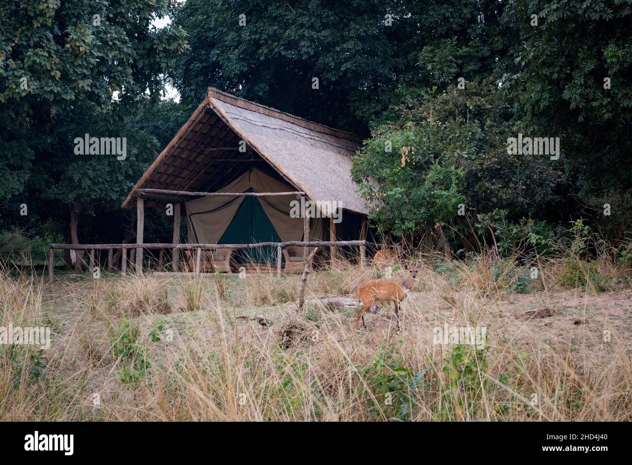 Two impala forage outside safari tent accommodation at Flatdogs camp in South Luangwa National Park, Zambia Stock Photo