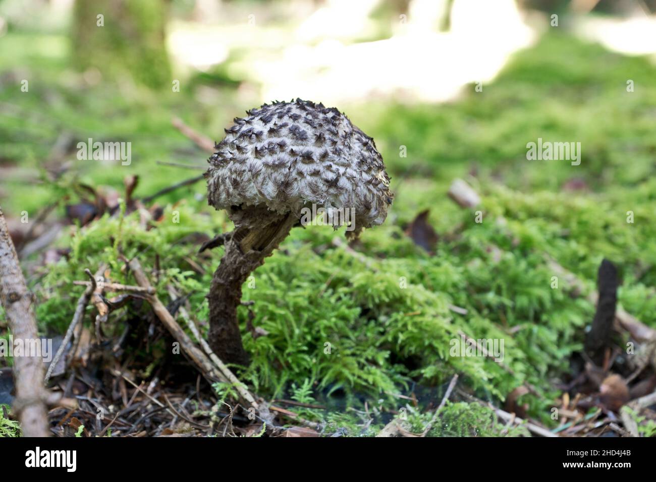 Strobilomyces strobilaceus, also called Strobilomyces floccopus and commonly known as old man of the woods, is a species of fungus in the family Bolet Stock Photo