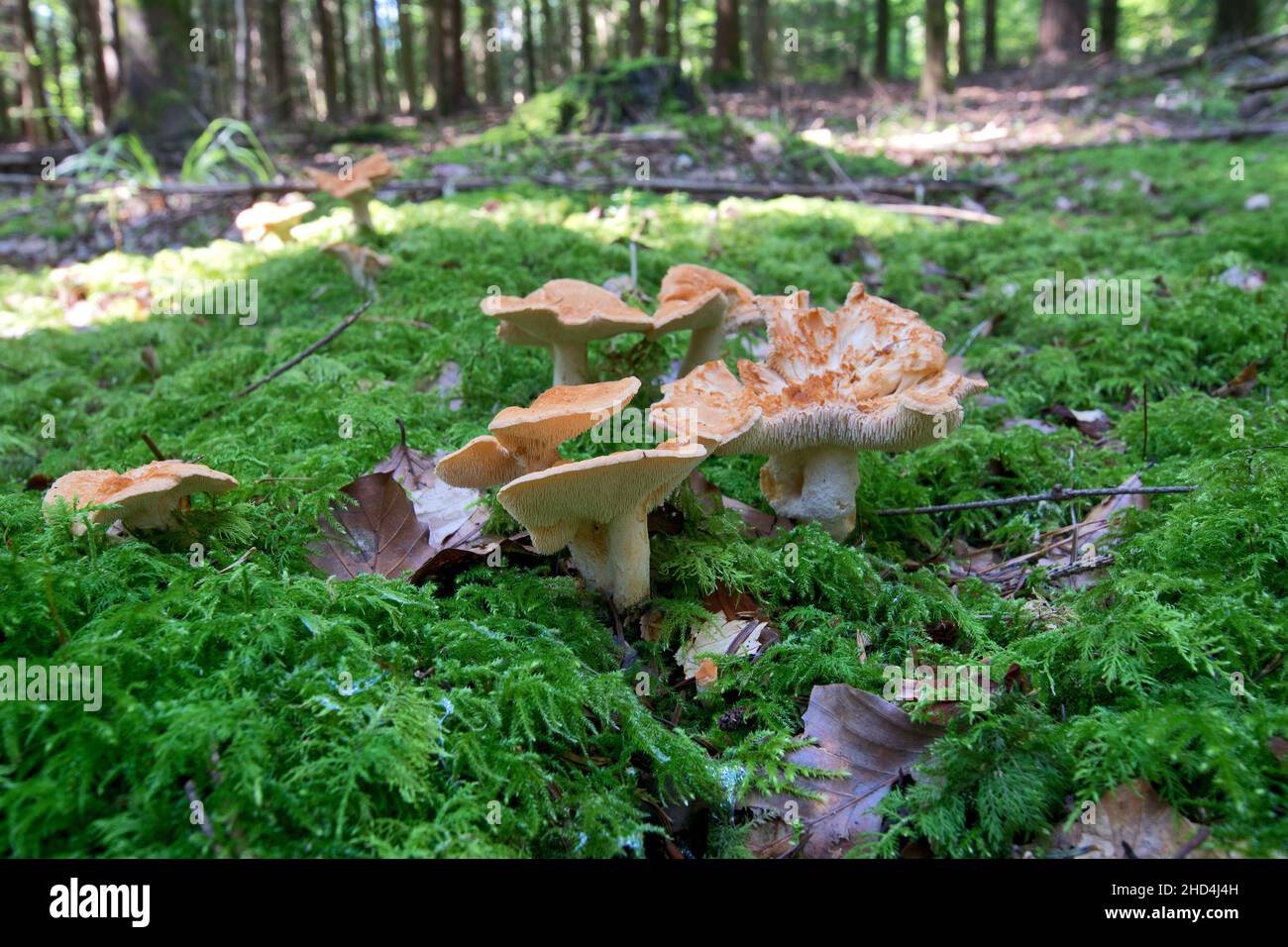 Hydnum repandum, commonly known as the sweet tooth, wood hedgehog or hedgehog mushroom, is a basidiomycete fungus of the family Hydnaceae. Stock Photo