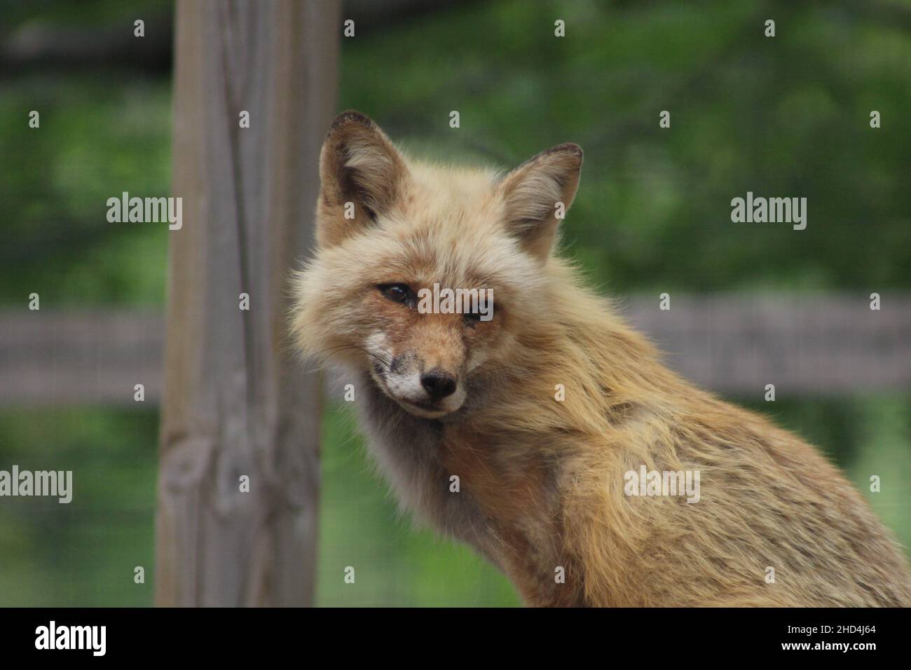Red fox portrait. Stock Photo