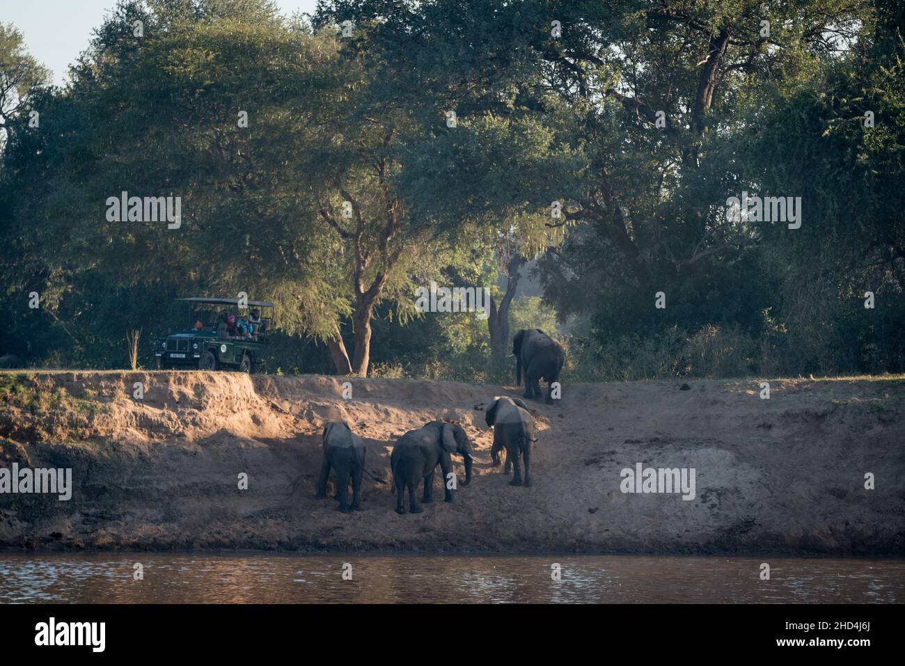 Elephants crossing the Luangwa river while tourists look on from their safari jeep in South Luangwa National Park, Zambia Stock Photo
