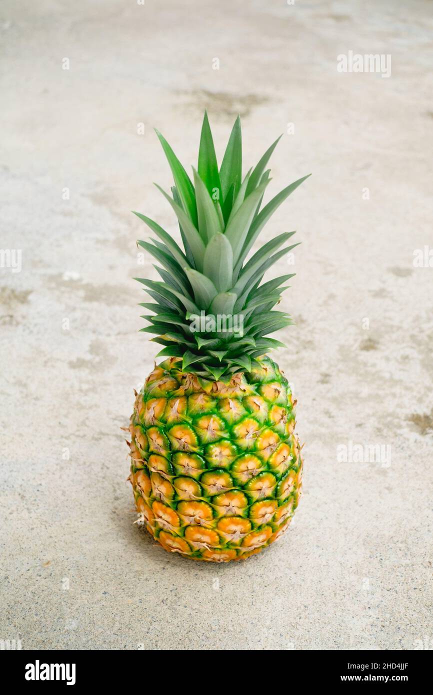 Close up of freshly picked ripe juicy delicious MG3 variety pineapple fruit with crown on it on light background. Portrait orientation. Stock Photo
