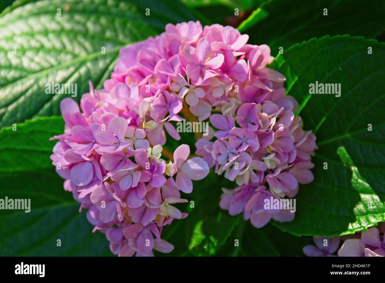 closeup of flowers blooming in a garden Stock Photo