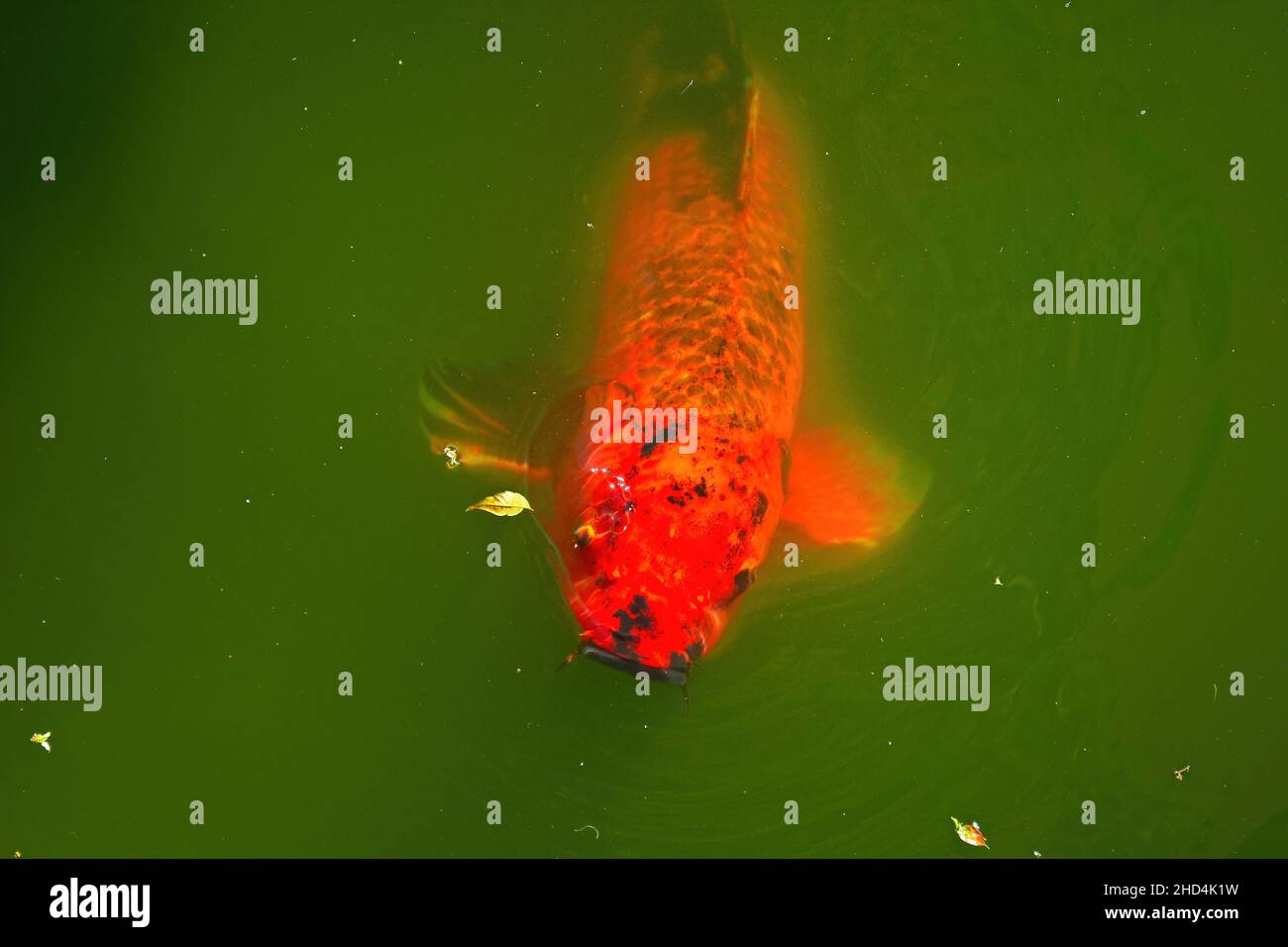Koi fish in a green pond Stock Photo