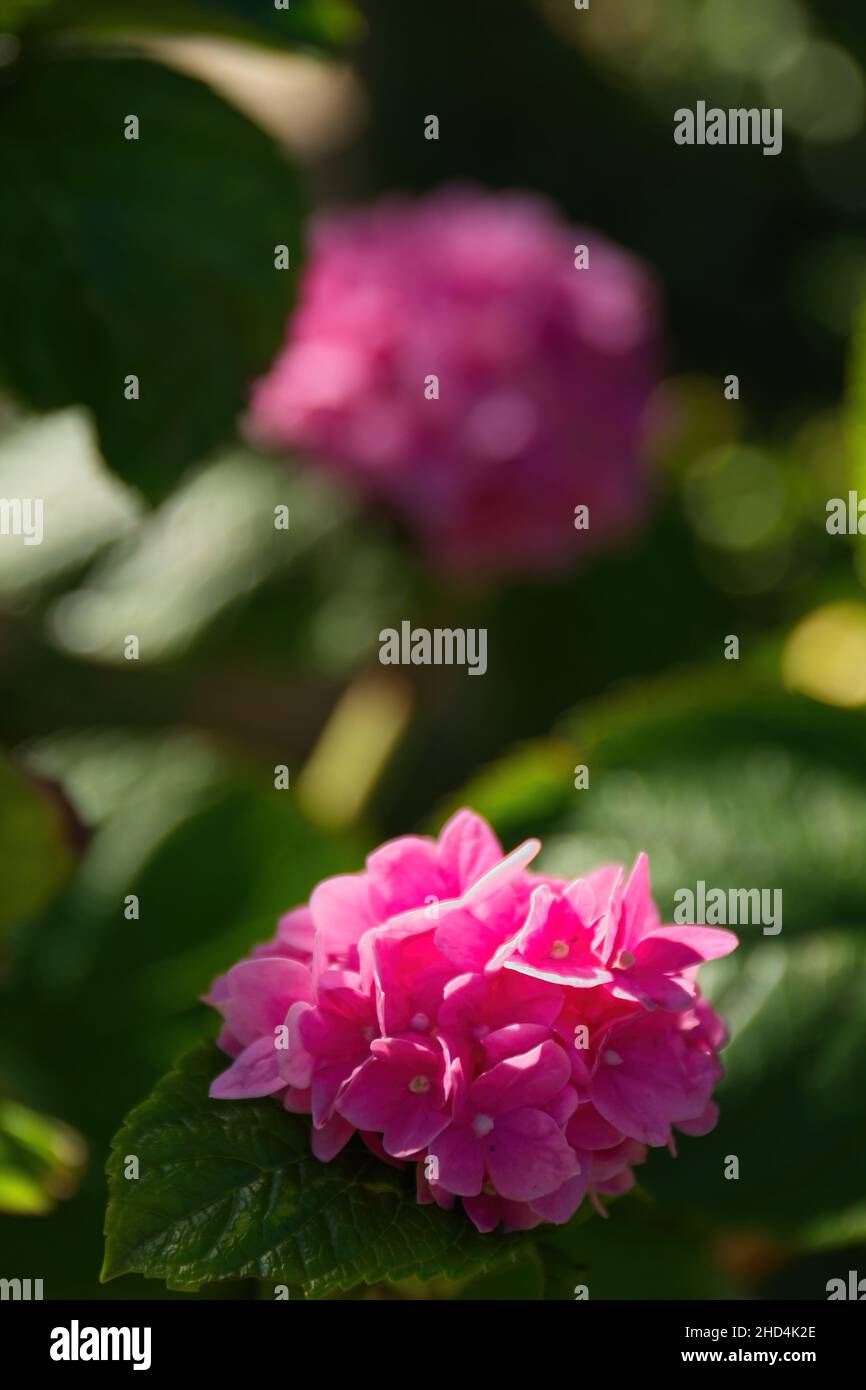 Blooming flowers in a garden Stock Photo